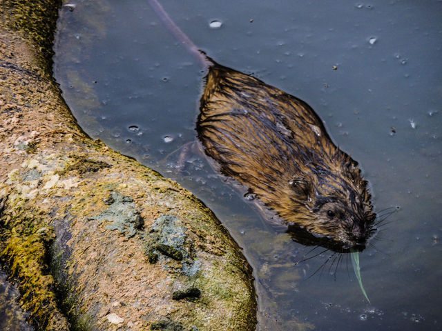 beaver