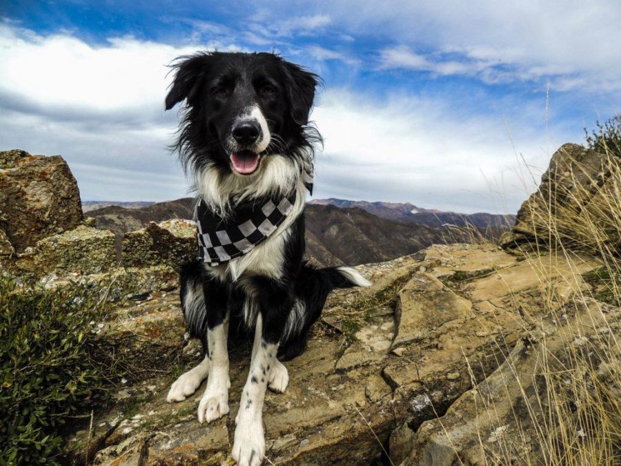 How+to%3A+Hike+With+Your+Pup+in+the+Wasatch
