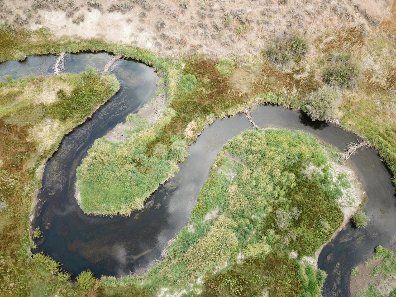 What Frick Park's beaver means for the health of the restored Nine