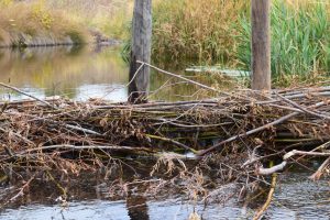 What Frick Park's beaver means for the health of the restored Nine