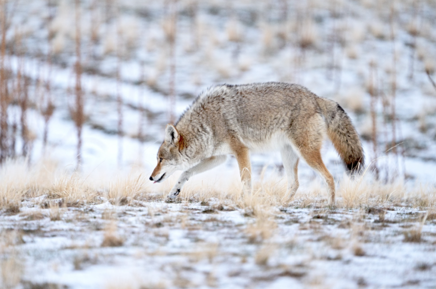 Finding+Utah+Wildlife+in+the+Winter