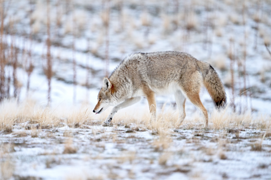 Finding Utah Wildlife in the Winter Wasatch Magazine