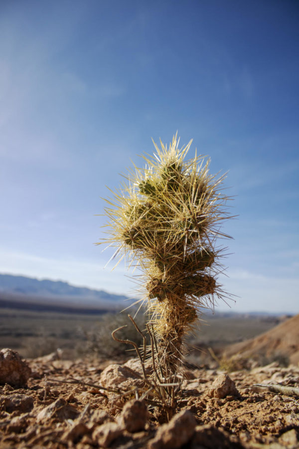 Photo Series: Desert Heat