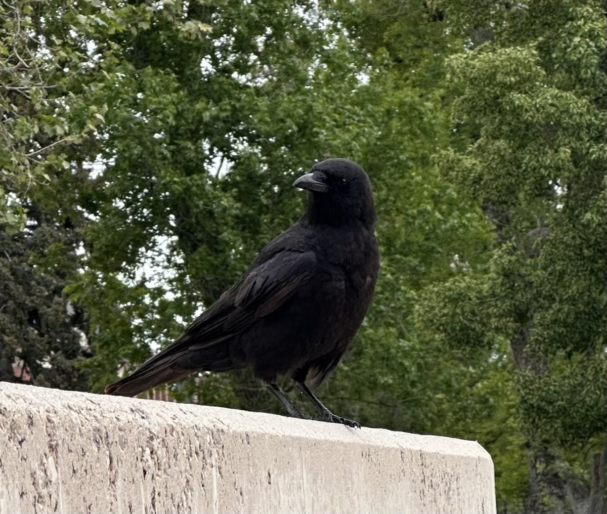 Crow from U of U Campus