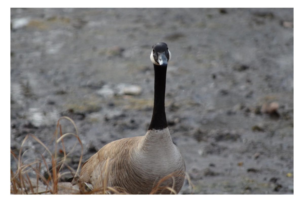The Geese in Our Gaggle