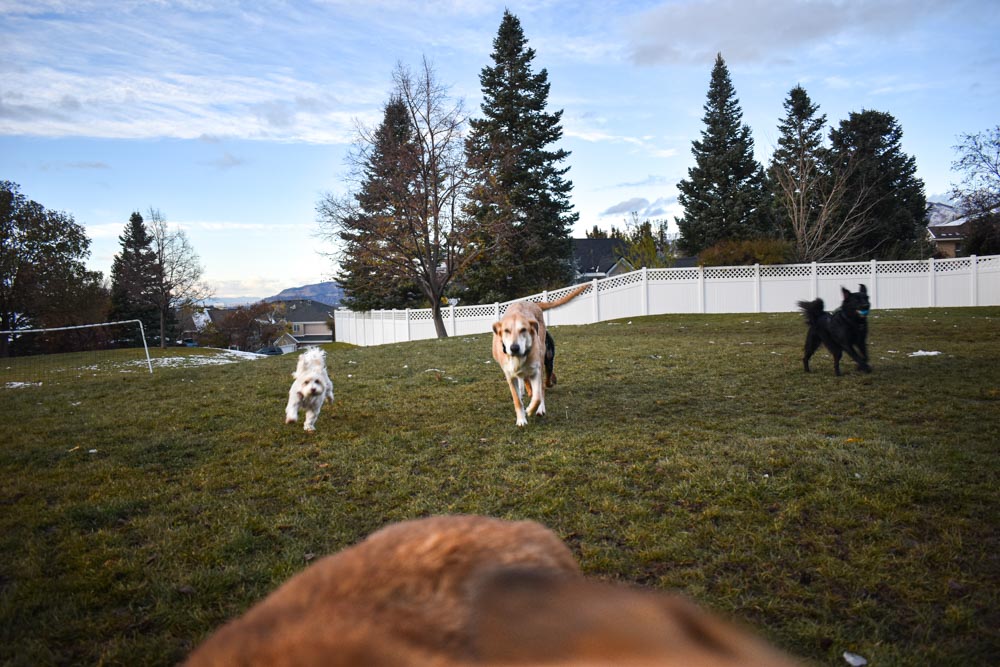 Dogs At Play!