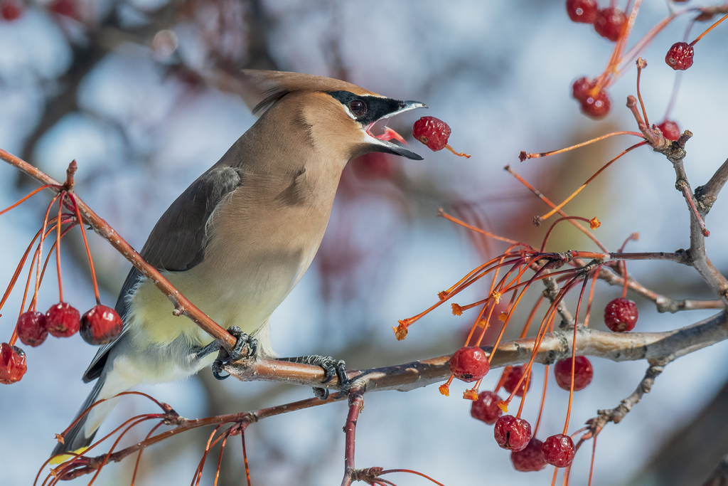 Outdoor Research at the U: Building a Safer Campus For Our Birds