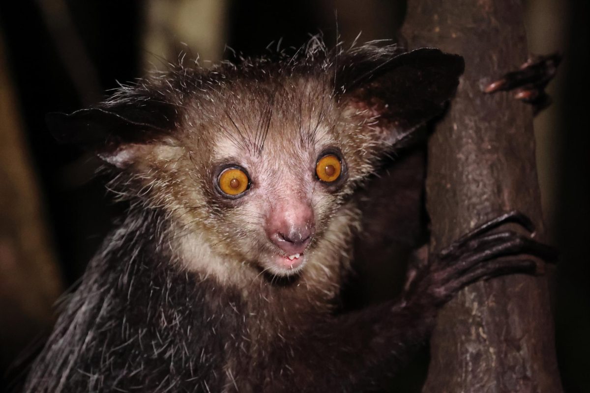 Aye-aye lemur