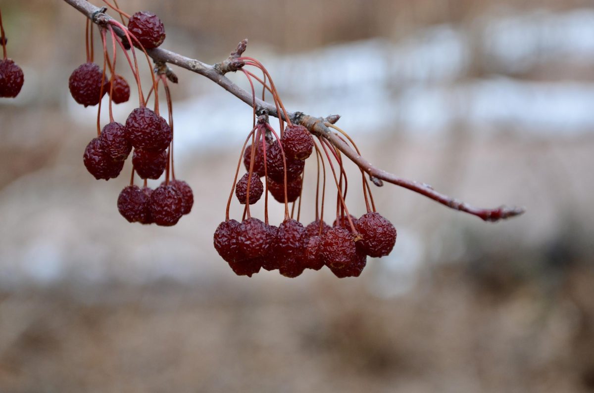 Outdoor Research at the U: Red Butte Garden's Place in Plant Conservation