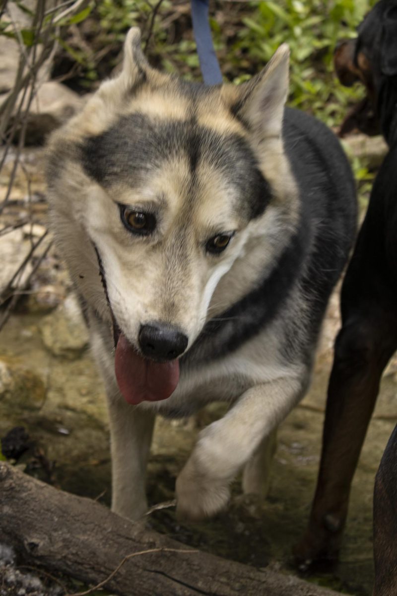 Hiking with our Furry Friends