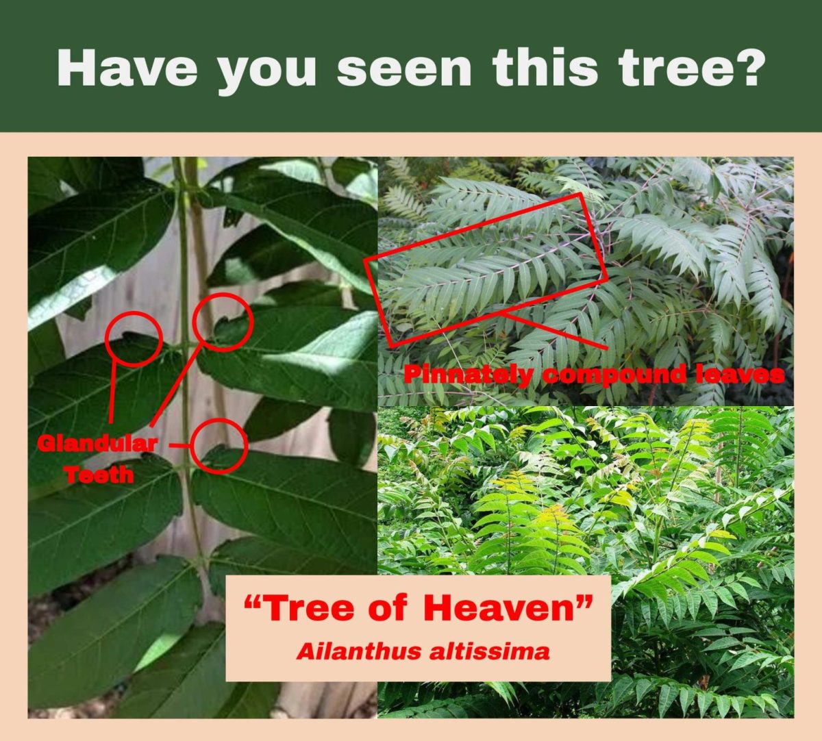 The Tree of Terrible Misfortune and Heartache