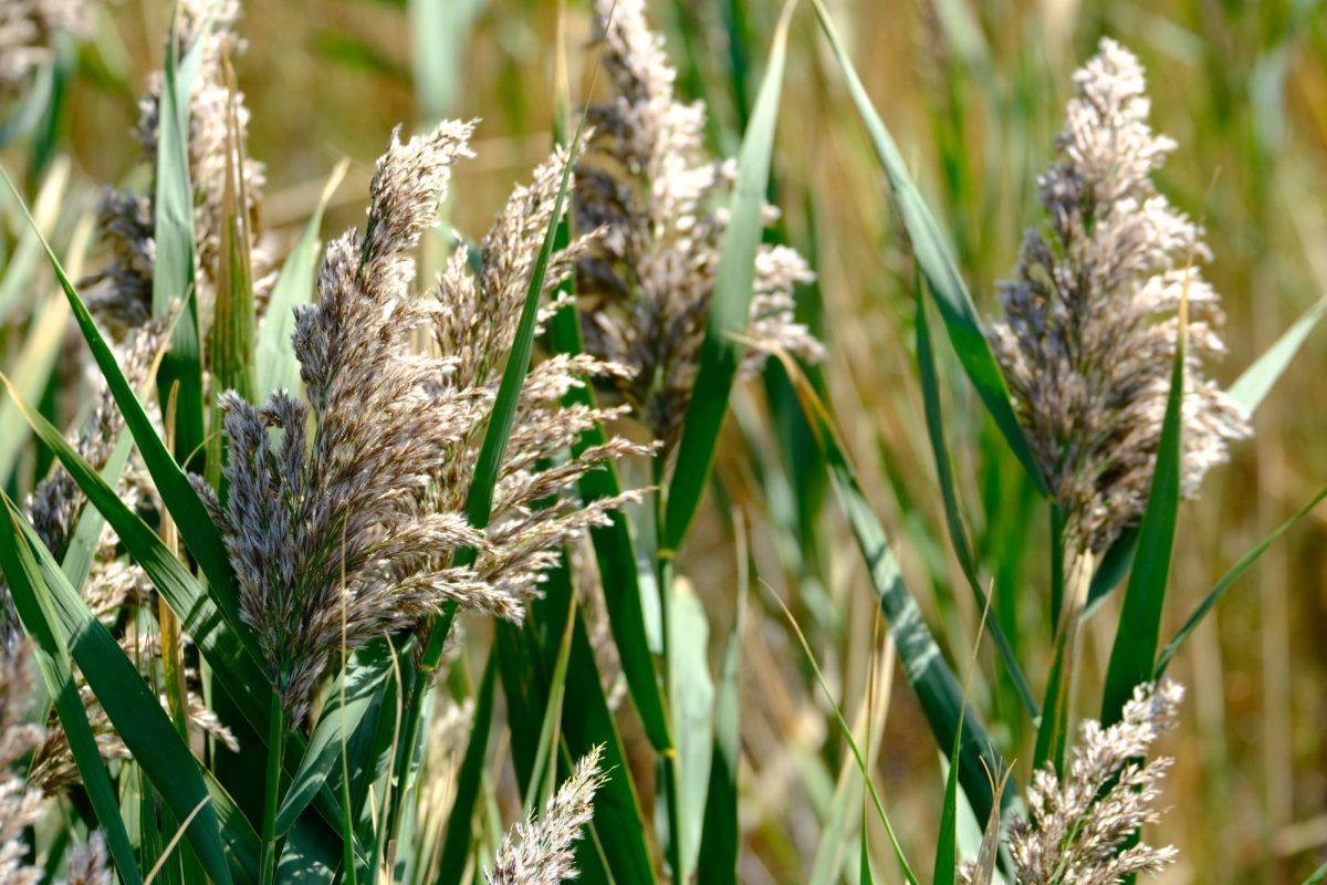 The Uncommon Effects of a Common Reed