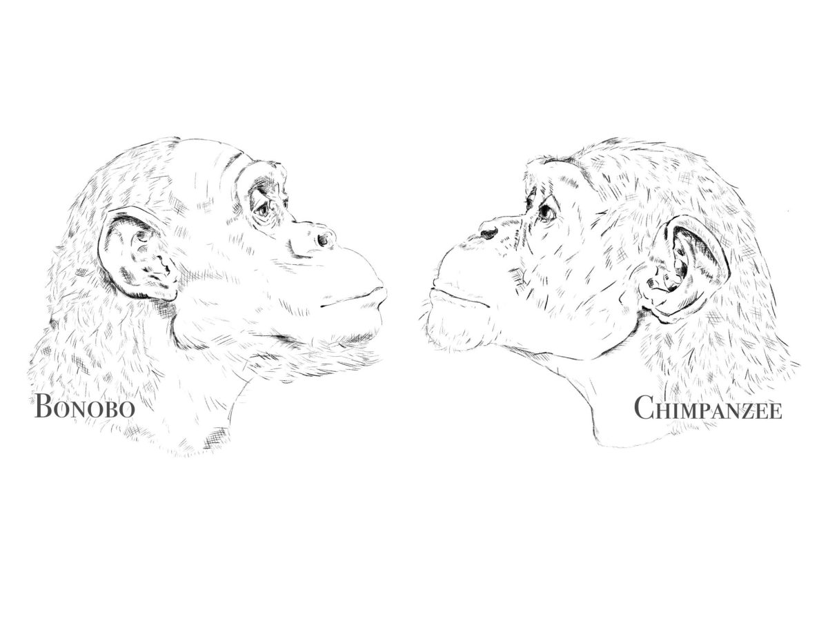 The “Natural” State of Man - An Evolutionary Biology Perspective on the Patriarchy
