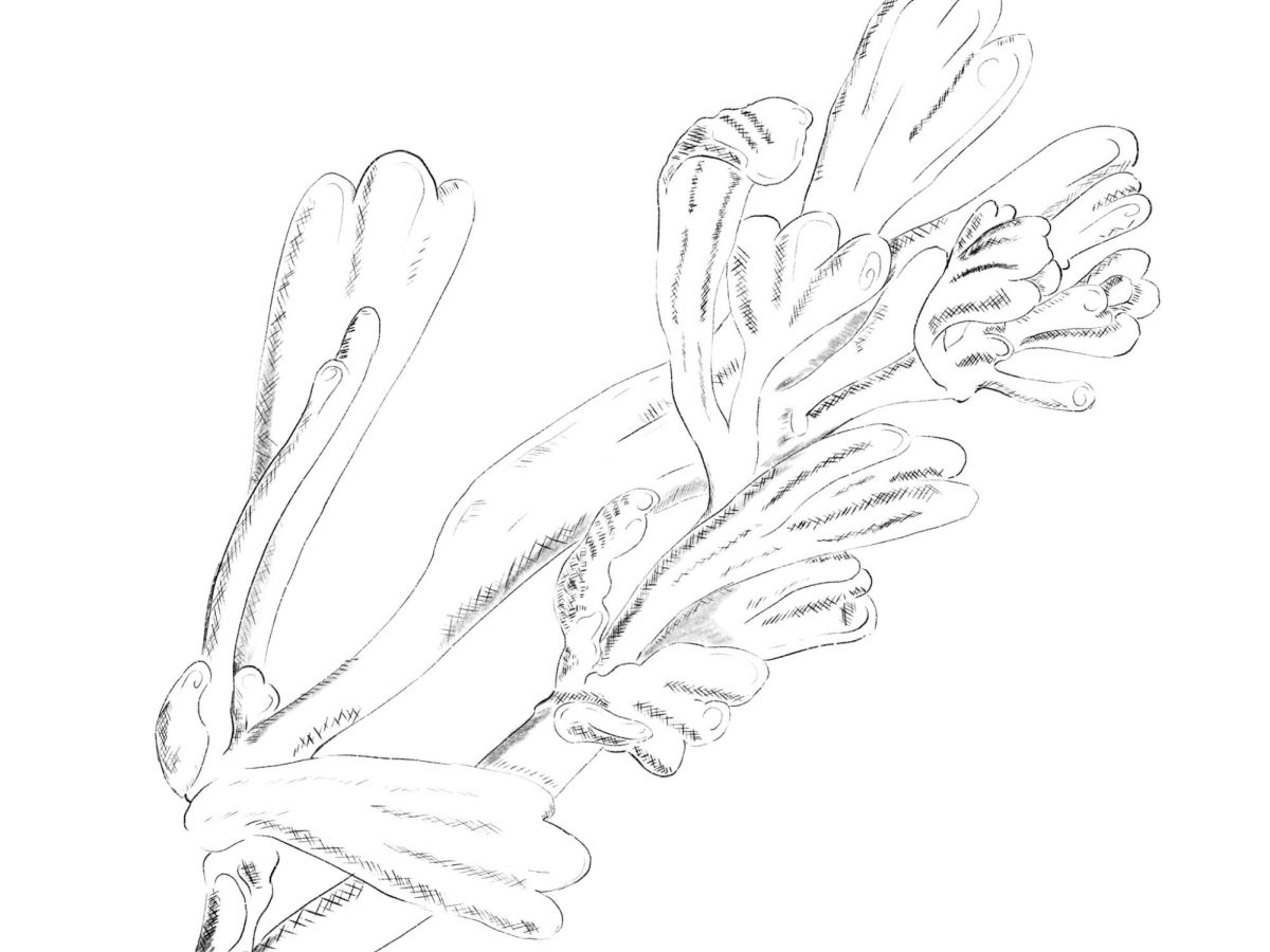 Sagebrush illustration by Emilie Bailey