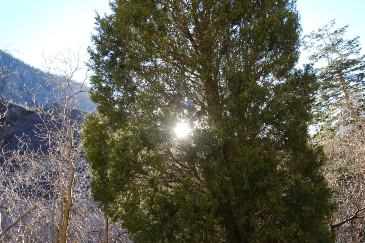 The Secret Life of Trees