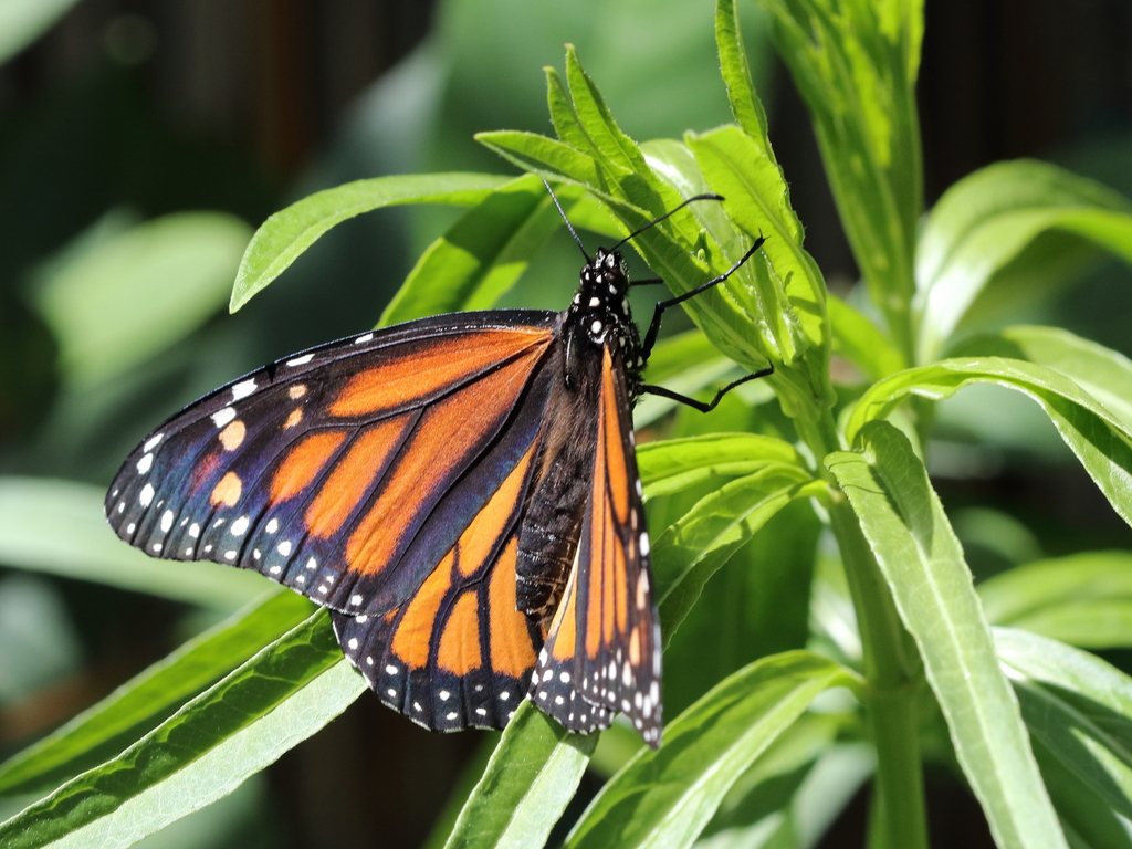 Picture from John Kehoe on iNaturalist.